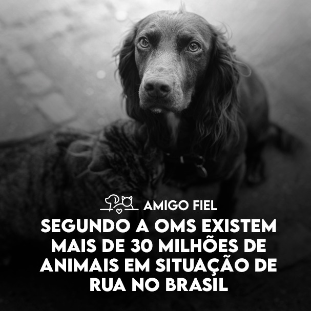 Cachorro em preto e branco