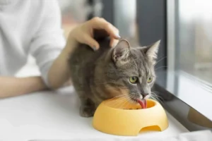 amigofiel-cuidado-de-mascotas-alimentacion